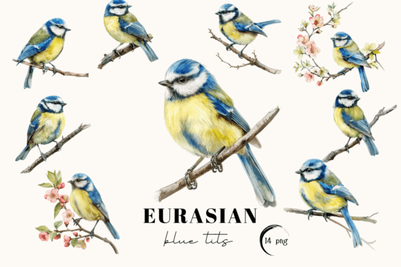 Blue Tit Bird Clipart: Nature's Charm for Your Designs
